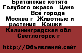 Британские котята Голубого окраса › Цена ­ 8 000 - Все города, Москва г. Животные и растения » Кошки   . Калининградская обл.,Светлогорск г.